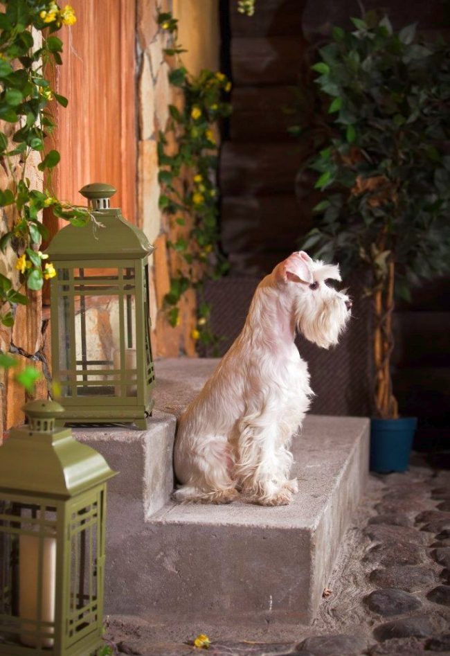The Miniature Schnauzer is a Real Watchman
