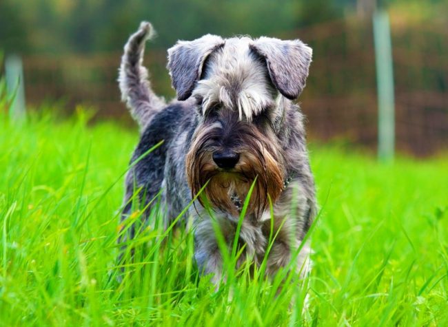 The Miniature Schnauzer is a very healthy breed of dogs. But sometimes they can suffer from injuries due to their activity, insects and worms.