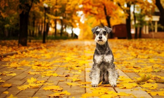 The Miniature Schnauzer is a wonderful, kind, loyal and courageous dog that can decorate your everyday life.