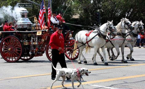 Dalmatian involved in a procession with a rare fire engine