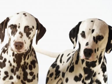 Dalmatians with black and brown spots