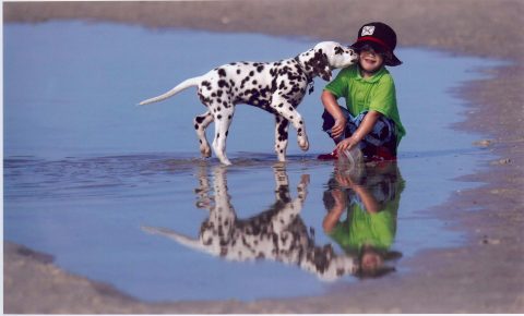 Dalmatian is playing with a child