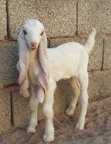 Young damask goat