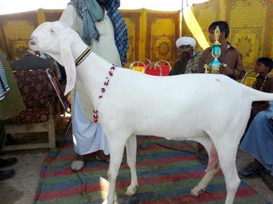 White goat Shami