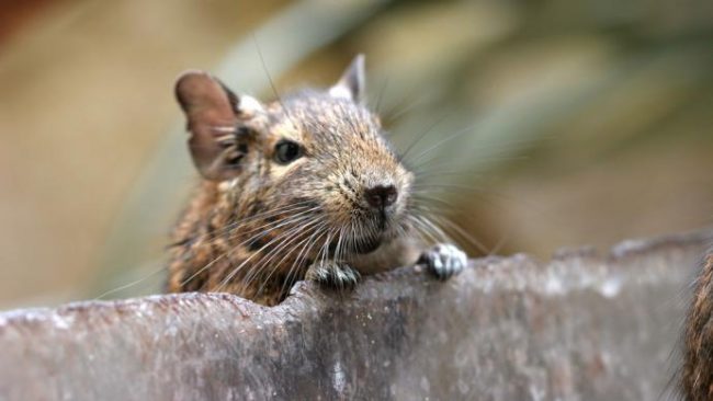 Degu