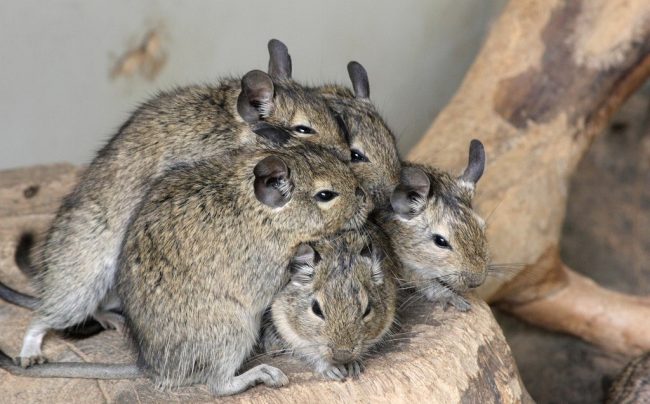 Degu