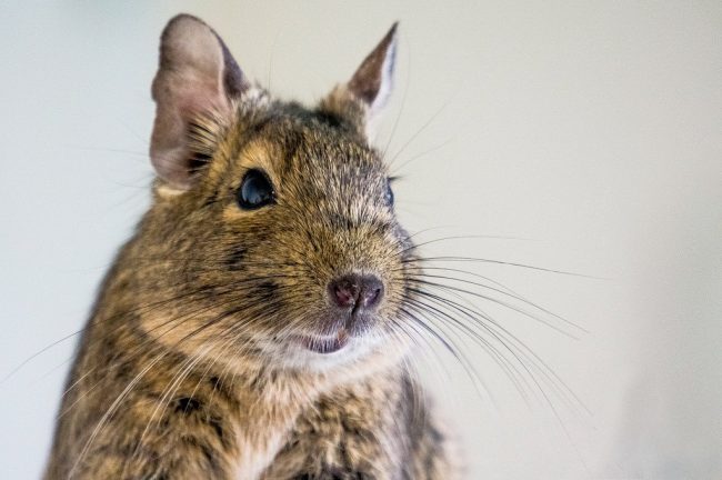 Degu