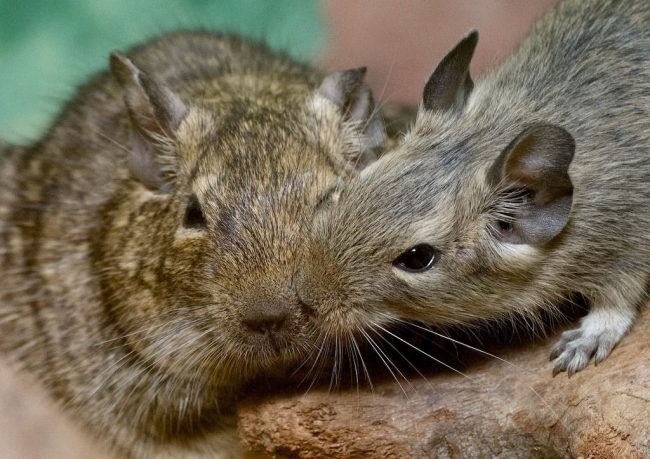 Degu