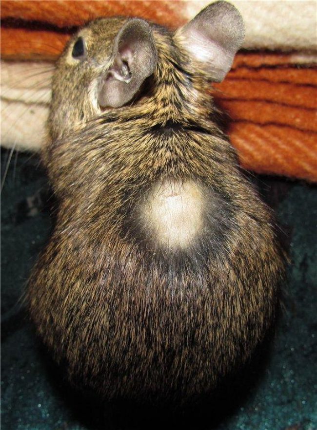 Degu