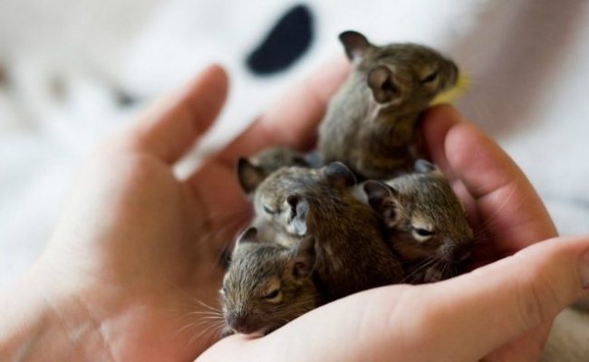 Degu