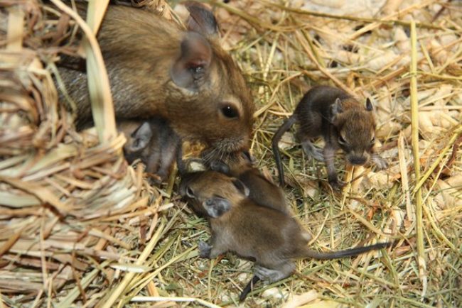 Degu