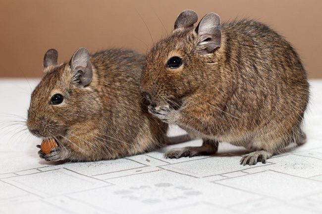 Degu