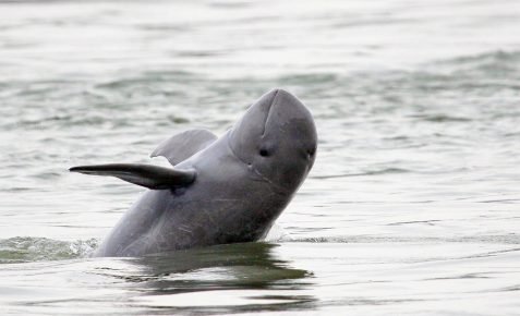 Wide-headed dolphin