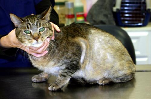 Demodecosis in cats - symptoms and treatment.