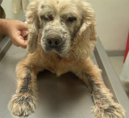 Demodecosis in dogs - symptoms and treatment disease