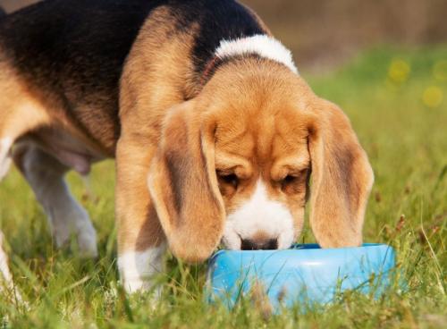 Ten Essential Nutrition Supplements and Vitamins for dogs