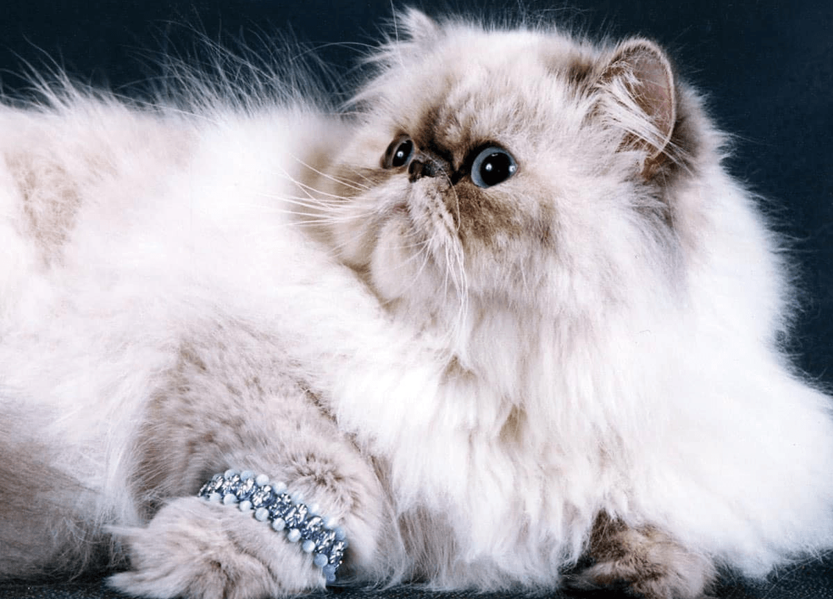 Persian cat with a bracelet