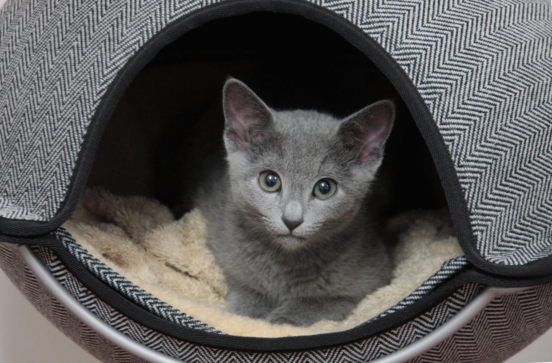 Kitten breed Russian blue