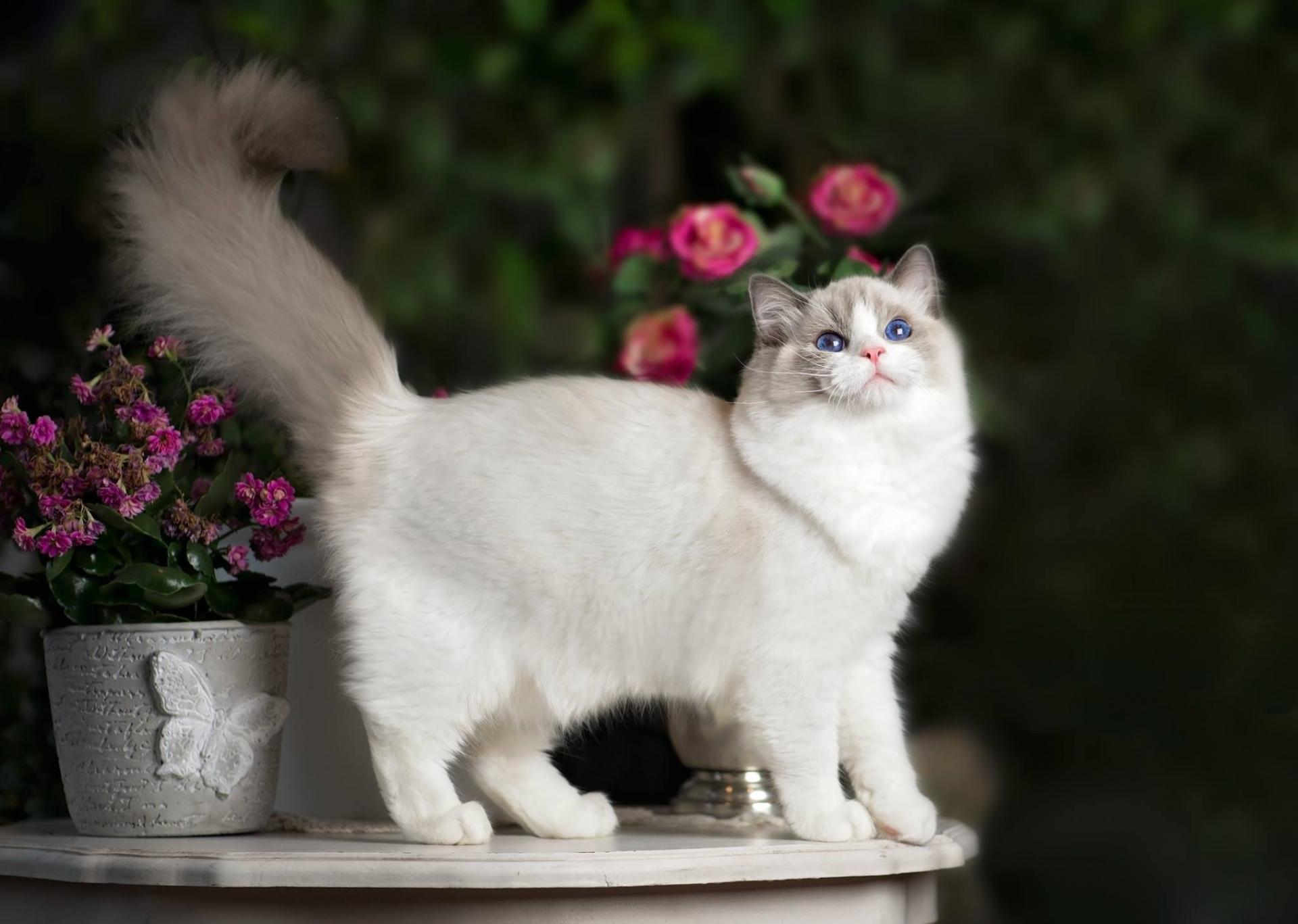 Cat breed reg dollars in flowers