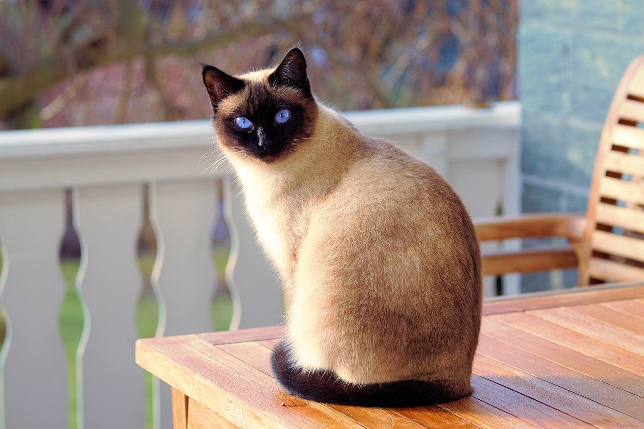 Siamese cat is sitting on the veranda