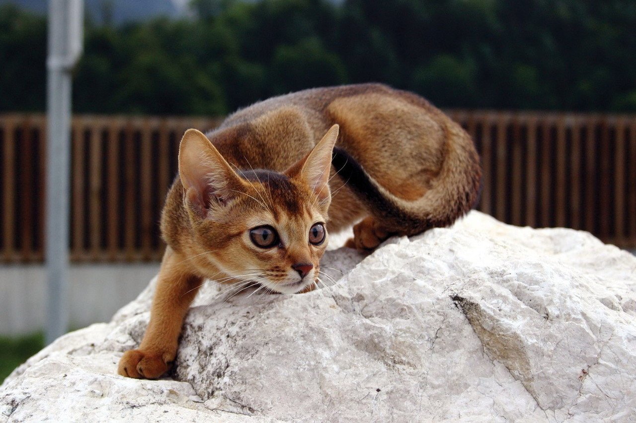 Kitten of the Abyssinian breed