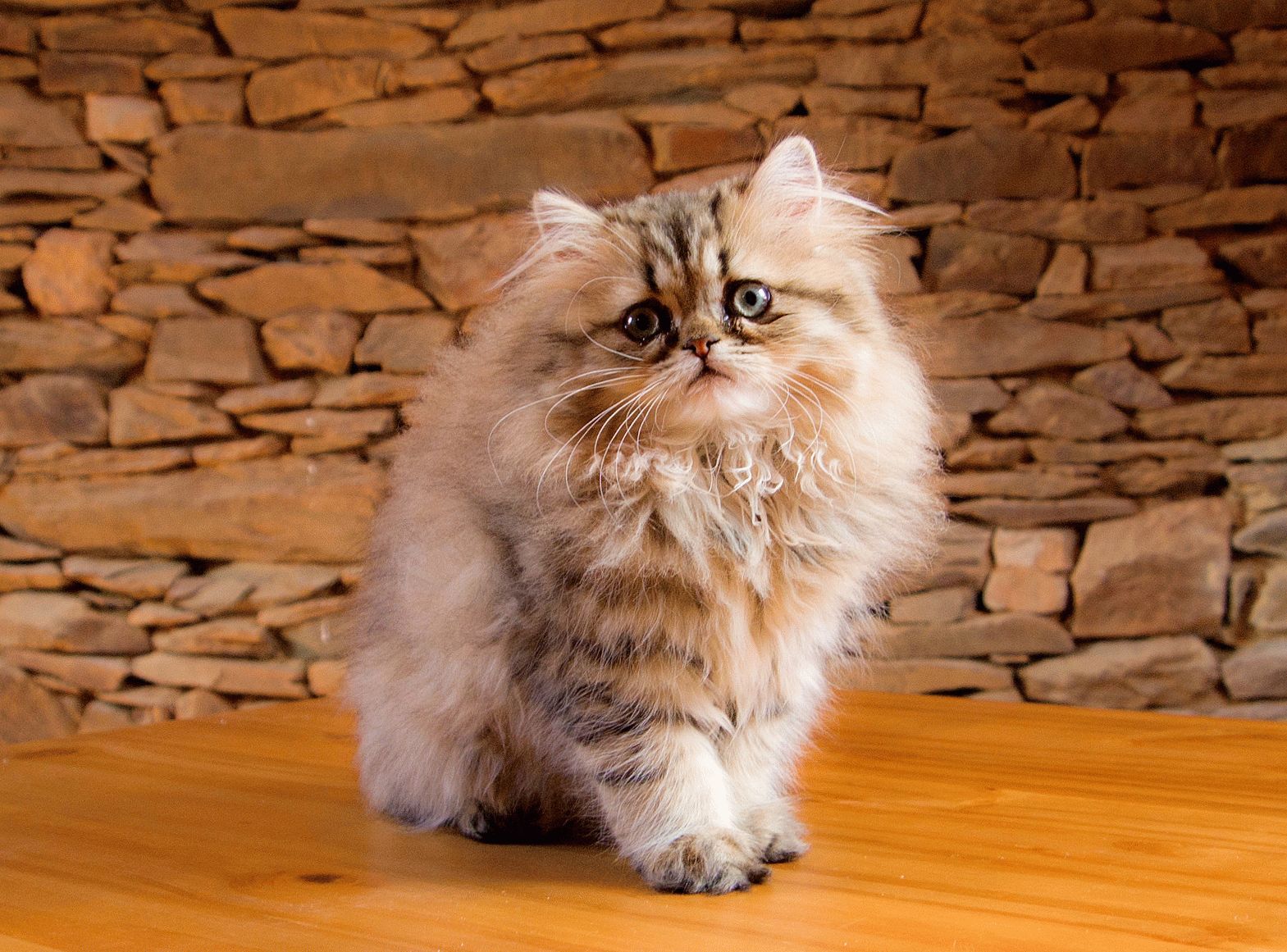 Kitten of the Persian breed