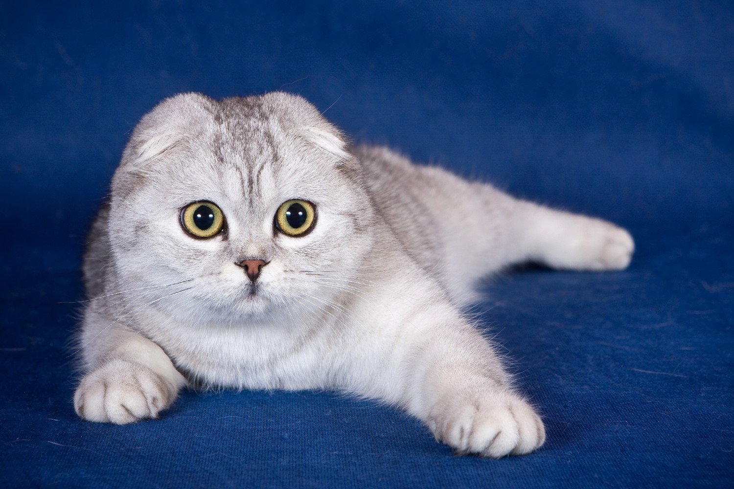Charming fold cat