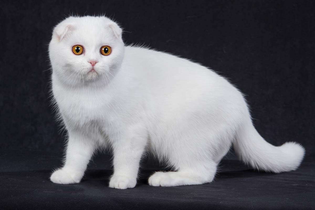 White fold cat