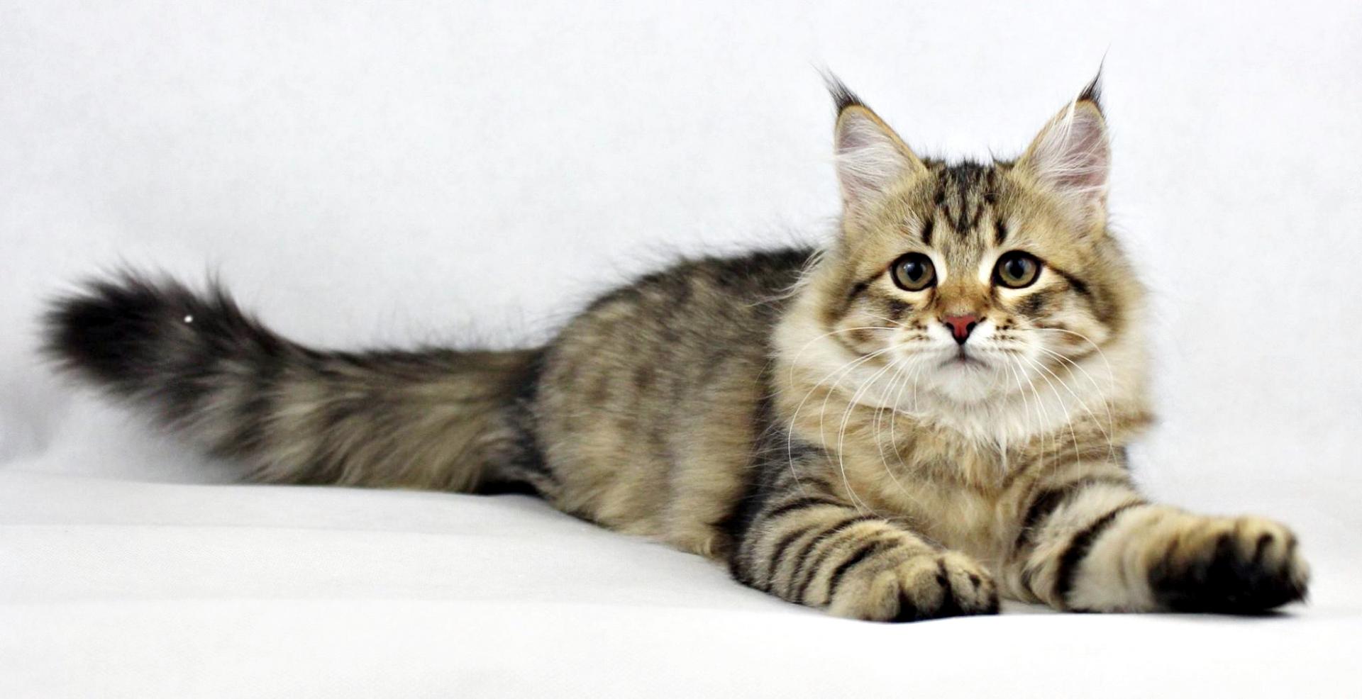 Young cat of Siberian breed