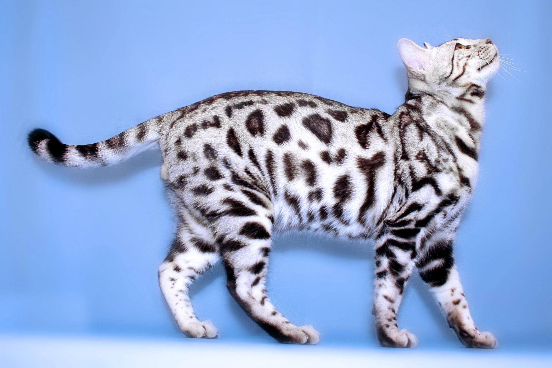 Bengal cat of serby color