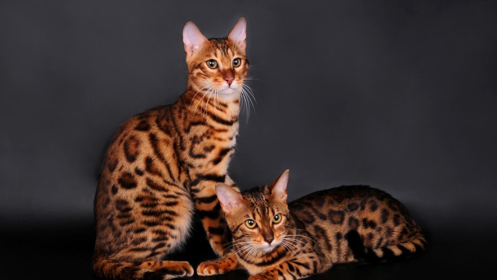 Bengal cats with leopard color