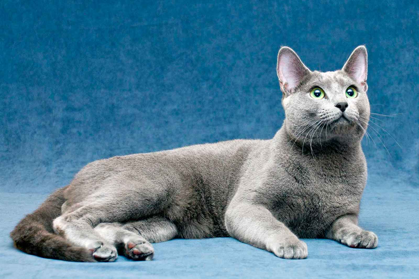 Russian blue cat