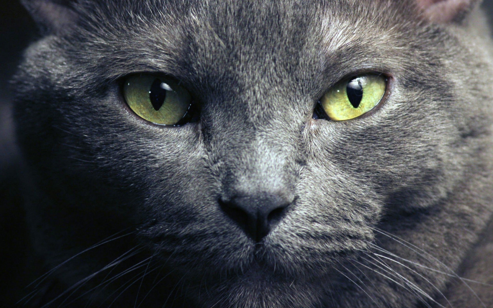 The eyes of a Russian blue cat