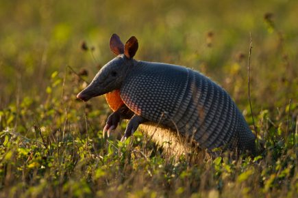 Armadillo