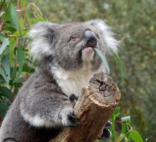 Koala is having lunch