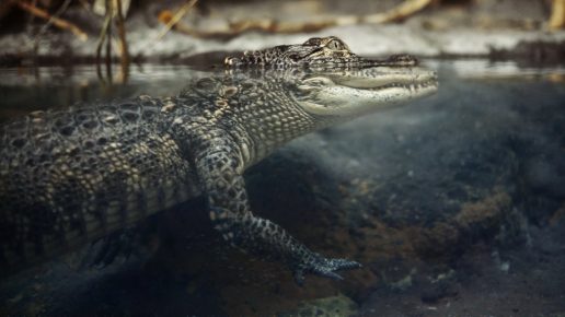 Crocodile in the water