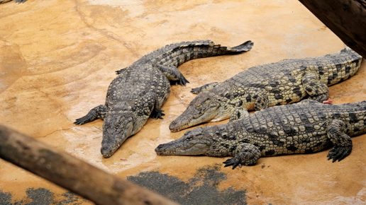 Crocodiles in the sand