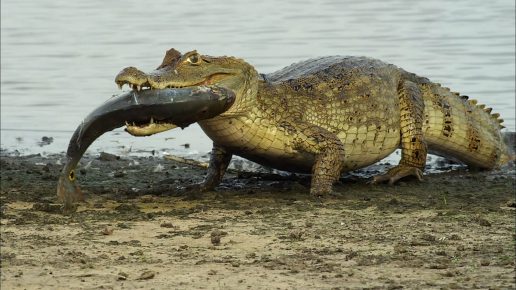 Crocodile with fish