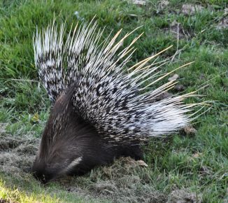 Porcupine