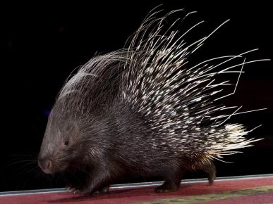 Porcupine