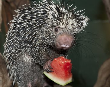 Porcupine eats watermelon