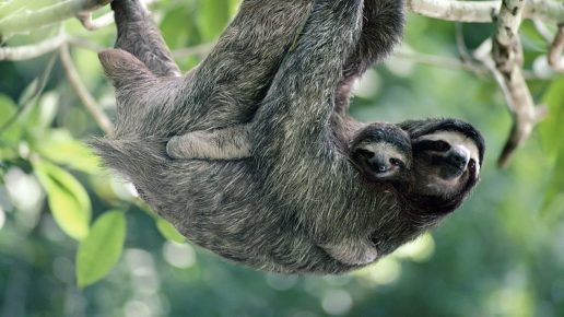 Sloth with a Cub