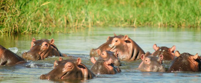 Hippos in the water