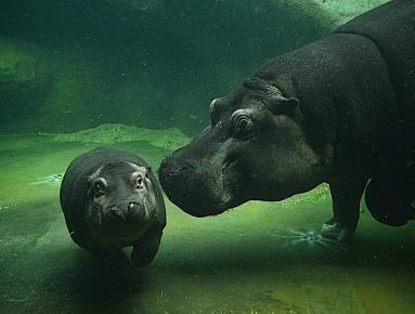Hippopotamus with a cub under water