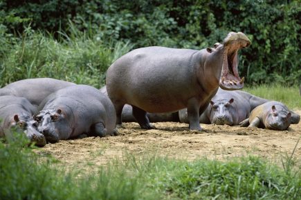 Hippos on the shore