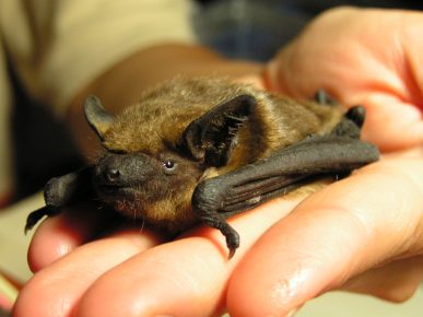 Leather is a bat