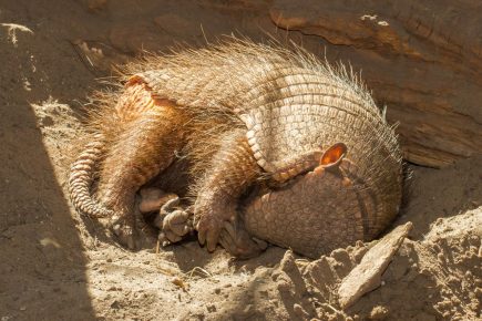 Armadillo is sleeping