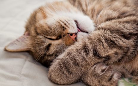 The cat is sleeping