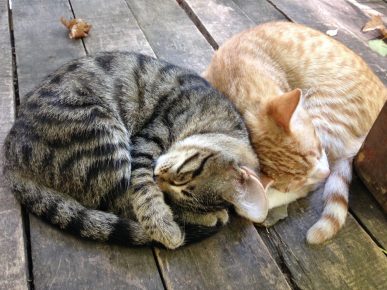 Cats are sleeping