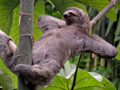 Sloth is resting